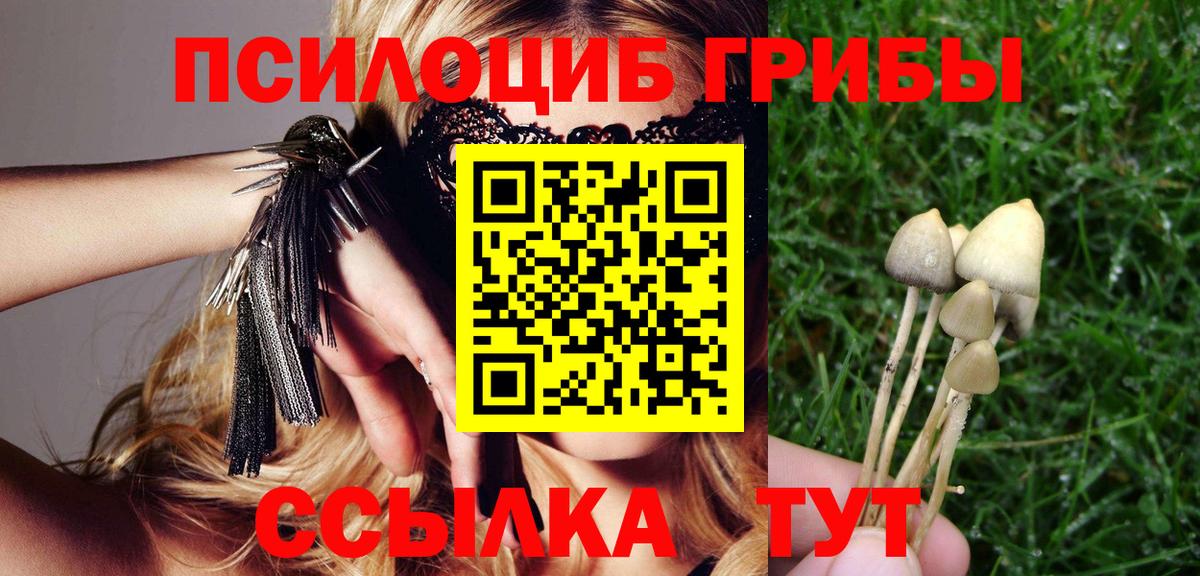 Псилоцибиновые грибы мицелий  магазин    Бердск  Вход с VPN 